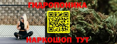 стафф Кингисепп